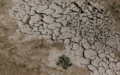 LVV pak water te kort voor rijstbouw aan