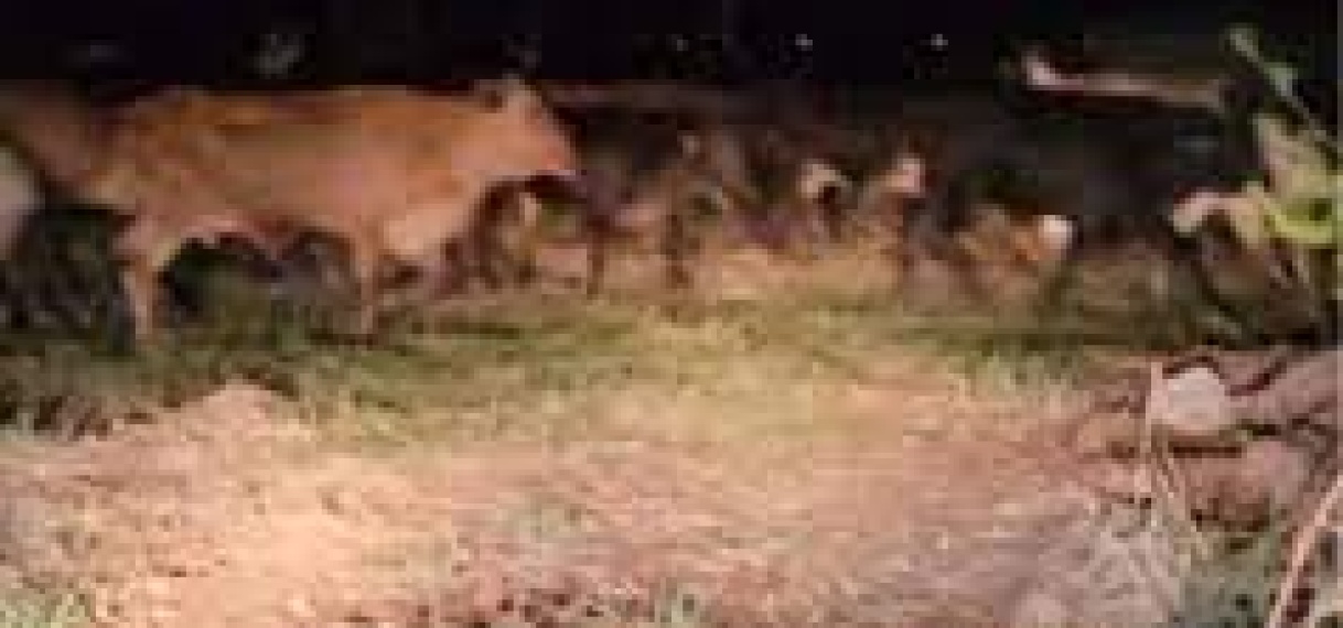 Uitbrekende runderen uit Stalweide richten grote schade aan padieaanplant aan