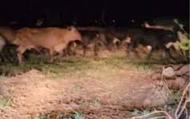Uitbrekende runderen uit Stalweide richten grote schade aan padieaanplant aan