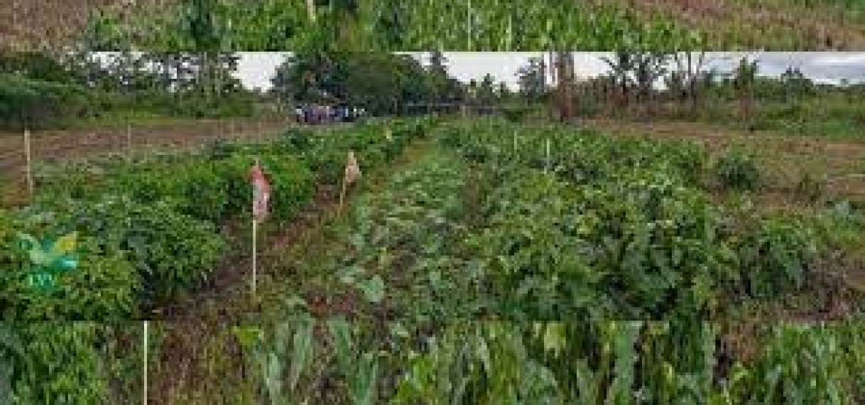 LVV Wanica maakt 16000 plantjes aan voor Prani Yu Djari project