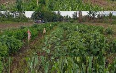 LVV Wanica maakt 16000 plantjes aan voor Prani Yu Djari project