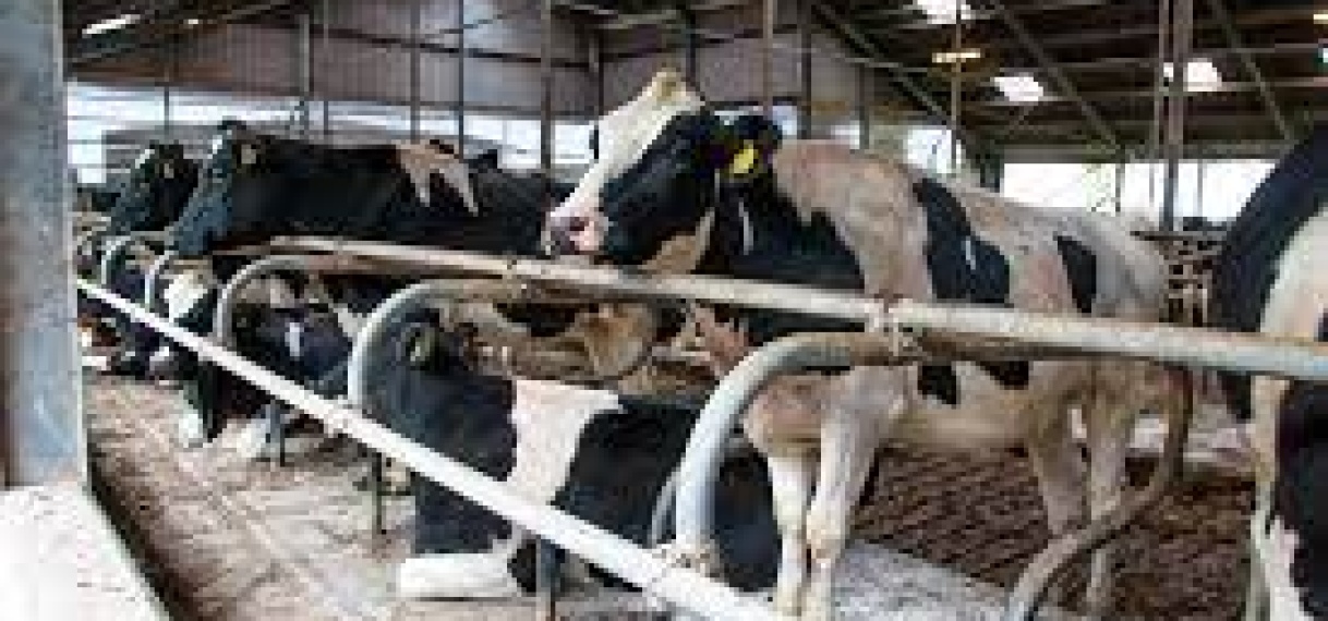 LVV presenteert plannen voor melkproductie