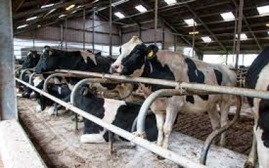 LVV presenteert plannen voor melkproductie