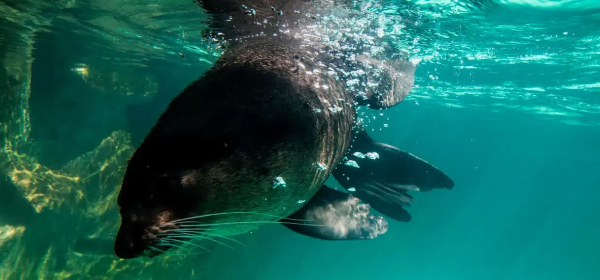 UPDATE: Vogelgriep doodt bijna duizend zeehonden en zeeleeuwen in Brazilië