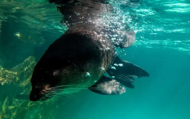 UPDATE: Vogelgriep doodt bijna duizend zeehonden en zeeleeuwen in Brazilië