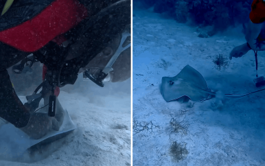 Duiker redt pijlstaartrog van vishaak in Caribische zee