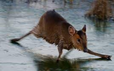 Stuntelig hert op het ijs in Engeland doet denken aan Bambi