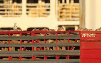 16.000 dieren vast in scheepsruim van 40 graden omdat schip niet kan aanleggen