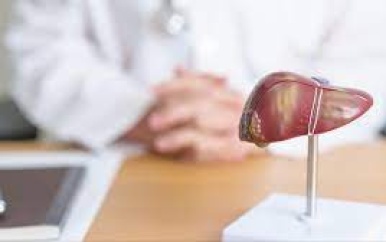 Een lever kan veel langer voor transplantatie bewaard worden dan gedacht