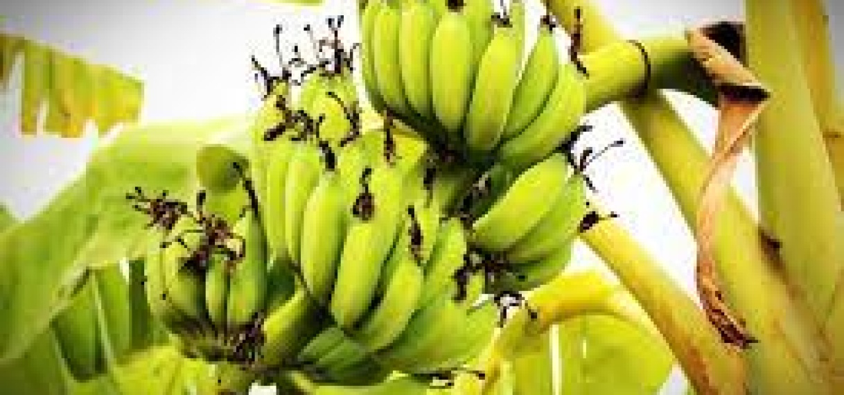 Bacoven export groeit snel: Minister van LVV deelt updates tijdens begrotingsbehandeling