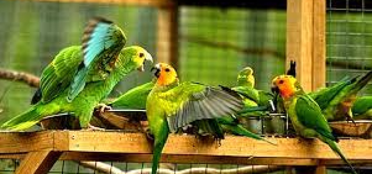 Milieuorganisatie uit bezorgdheid over vermeende illegale import van buitenlandse vogels in Sri Lanka