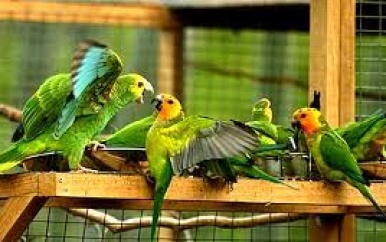 Milieuorganisatie uit bezorgdheid over vermeende illegale import van buitenlandse vogels in Sri Lanka