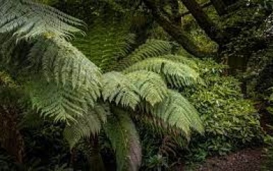 Tuin in Tasmanië wint prijs voor lelijkste tuin ter wereld