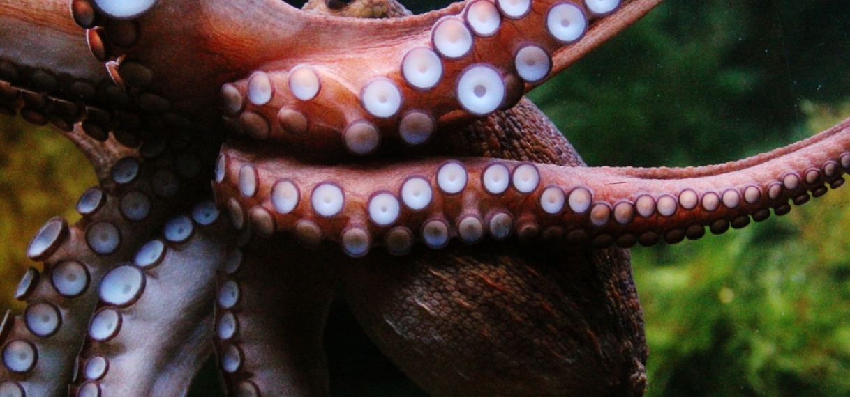 Diepzeeontdekking onthult vier nieuwe octopussoorten in Costa Rica