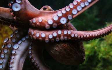 Diepzeeontdekking onthult vier nieuwe octopussoorten in Costa Rica