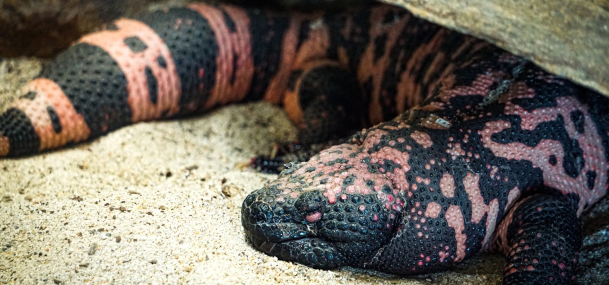 Amerikaan sterft na beet van gilamonster dat hij als huisdier hield