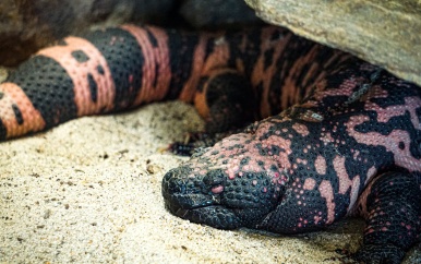 Amerikaan sterft na beet van gilamonster dat hij als huisdier hield