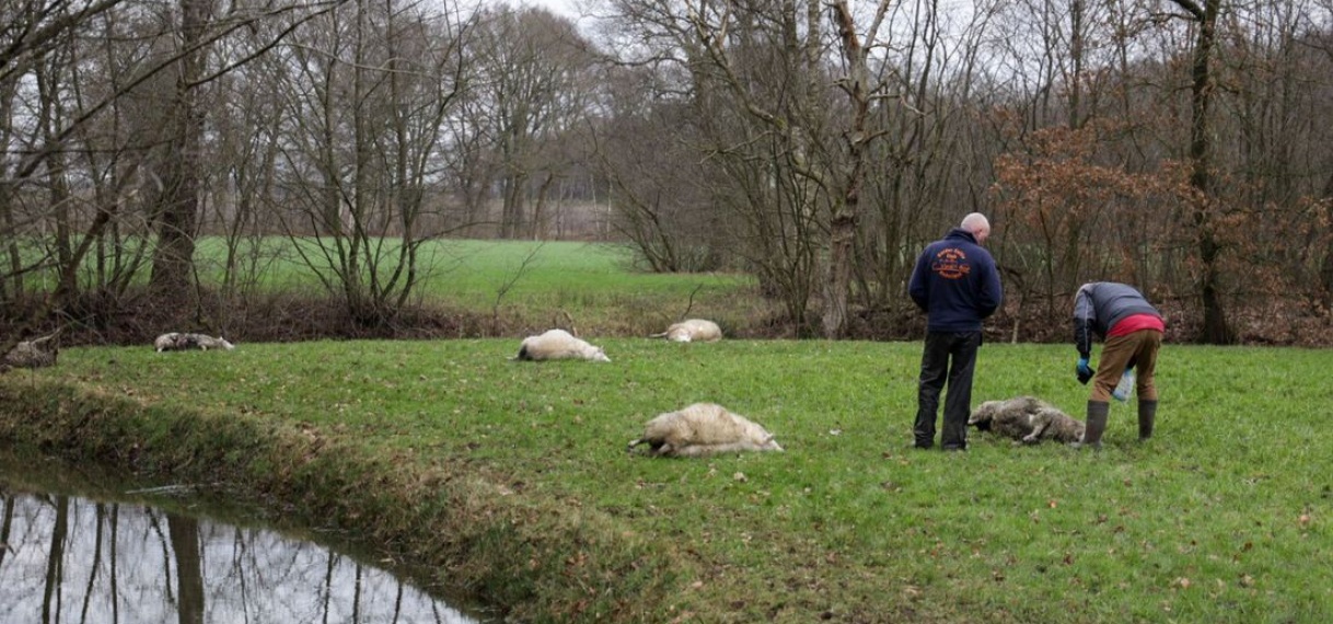 Wolf laat 22 dode schapen achter in Gelders weiland