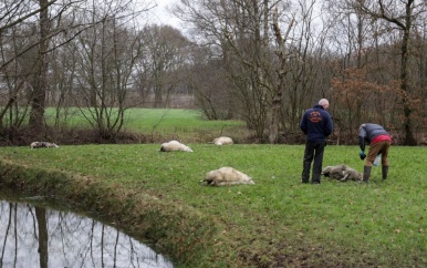 Wolf laat 22 dode schapen achter in Gelders weiland