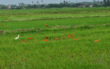 Rode Ibissen dichtbij woonwijken en rijstvelden