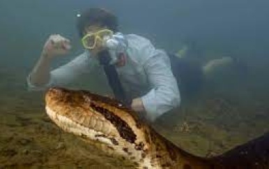 Freek Vonk ontdekt reusachtige nieuwe anacondasoort in Amazone