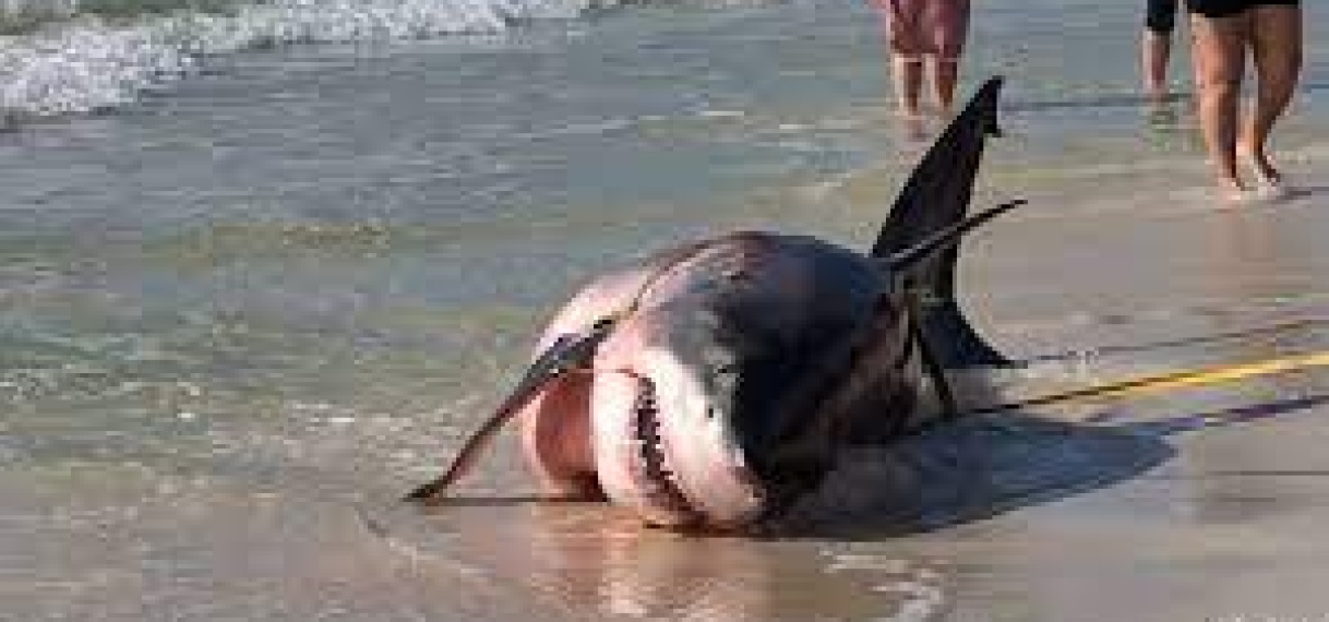 Overleden zwangere mensenhaai spoelt aan op strand in Florida