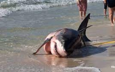 Overleden zwangere mensenhaai spoelt aan op strand in Florida