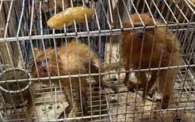 “Reddingsoperatie voor Gouden Leeuwaapjes en Lears Ara’s in Togo”