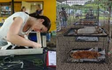 Dierenbescherming houdt veertiende sterilisatieproject