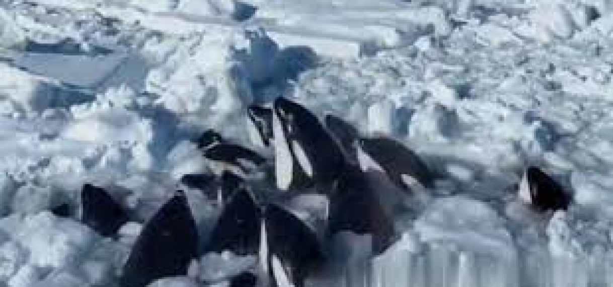 Japan: Orka’s vast in drijfijs voor de kust van Japan