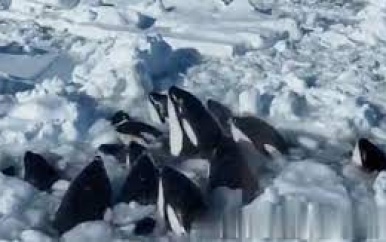 Japan: Orka’s vast in drijfijs voor de kust van Japan