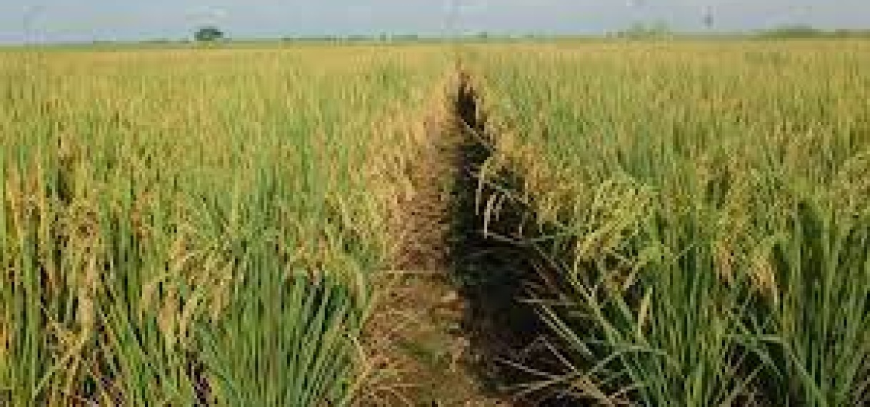 Boeren in Nickerie zaaien dit seizoen met Guyanees zaaizaad