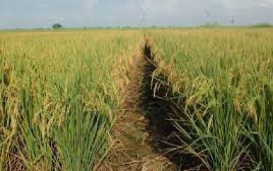 Boeren in Nickerie zaaien dit seizoen met Guyanees zaaizaad