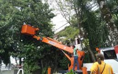 Takken van bomen die hangen aan elektriciteitskabels