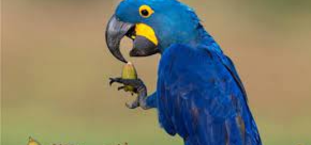 “Illegale handel in bedreigde vogels tussen Brazilië en Suriname: een groeiend probleem”