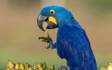 “Illegale handel in bedreigde vogels tussen Brazilië en Suriname: een groeiend probleem”