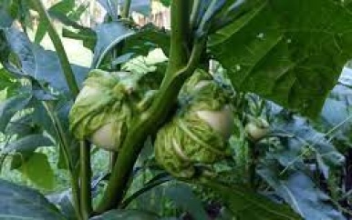 Surinaamse export van groente en fruit naar Barbados: Een veelbelovende toekomst