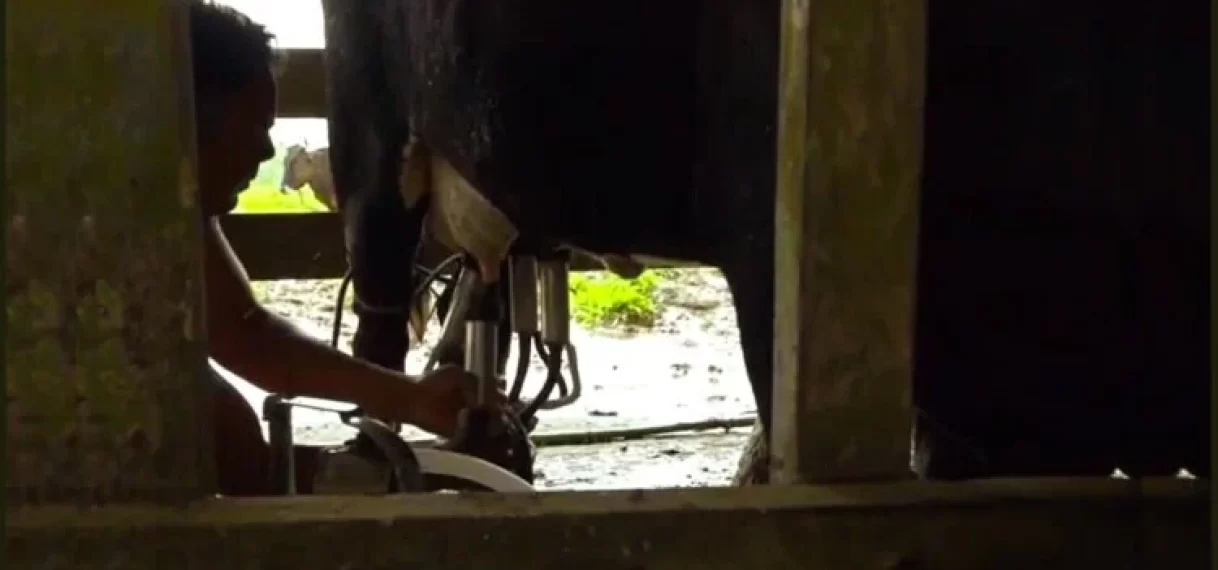 Steeds meer boeren verlaten melksector