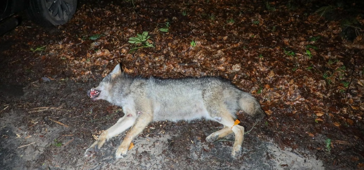 Dode wolf gevonden in bos tussen Ede en Wekerom