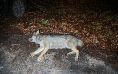 Dode wolf gevonden in bos tussen Ede en Wekerom