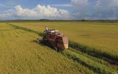 Rijstsector lijdt onder klimaatverandering