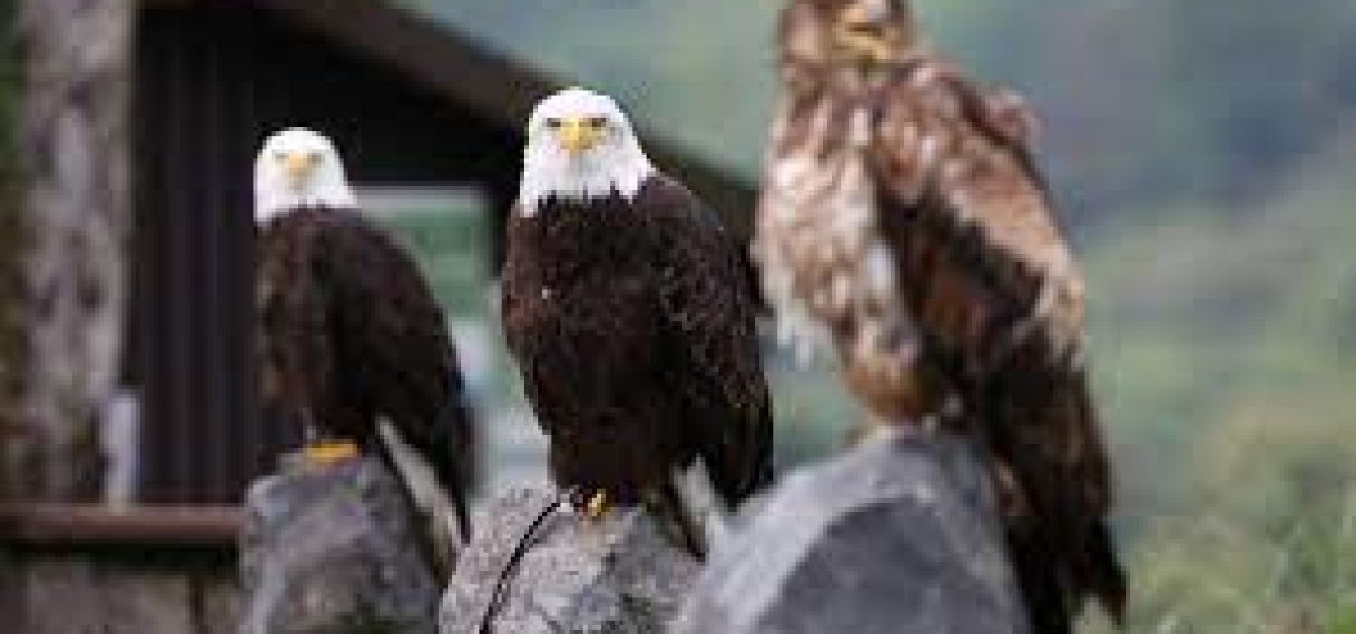 Amerikaan bekent dat hij zo’n 3.600 zeldzame adelaars heeft gedood in reservaat
