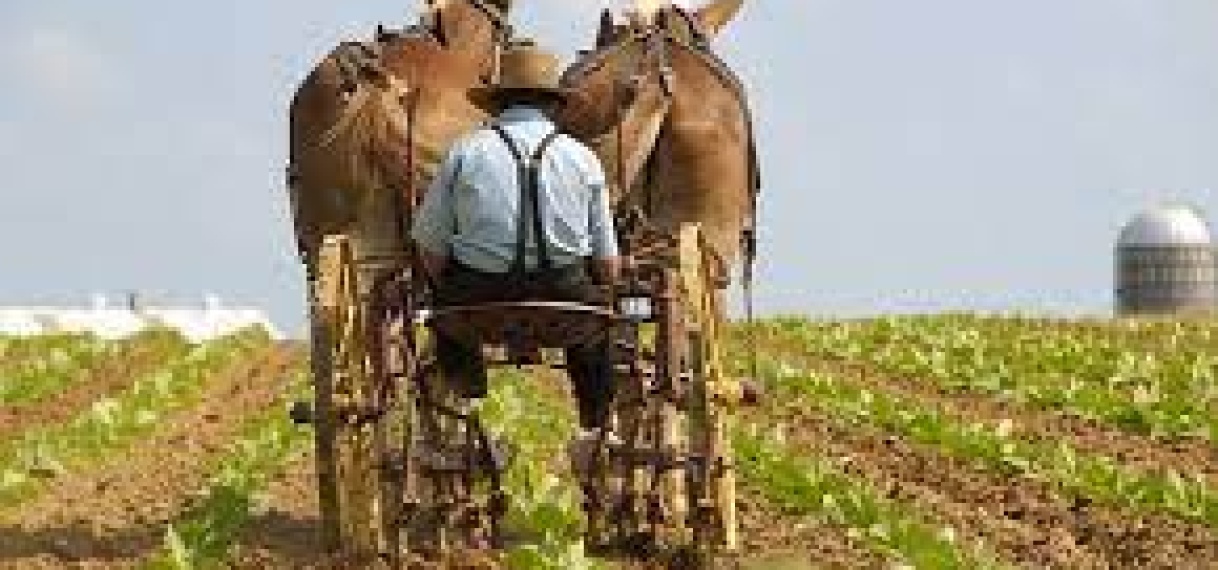 Regering heeft besloten Mennonieten geen toestemming te verlenen voor agrarische activiteiten