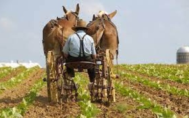 Regering heeft besloten Mennonieten geen toestemming te verlenen voor agrarische activiteiten