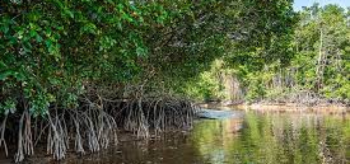 Seminar bewustwording behoud Suirnaamse mangrovebossen