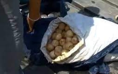 “Bescherming van zeeschildpadden: Vernietiging van 7000 Krapé eieren en arrestatie na inbeslagname”