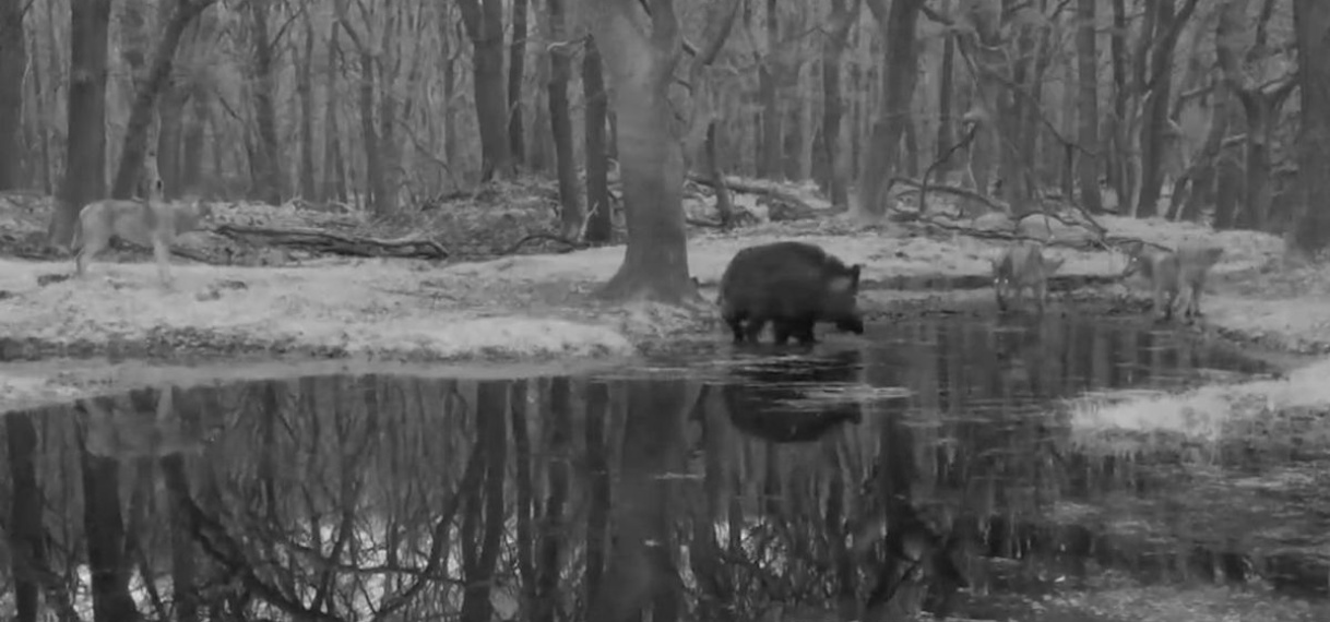 Wildcamera filmt hoe wild zwijn wolven van zich afbijt op Veluwe