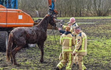 Brandweer wil paard uit sloot redden en belandt ook in water