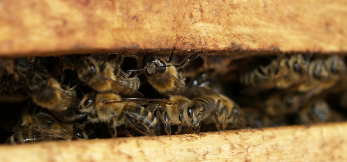 Peuter in VS klaagt over monsters in slaapkamer, bijenhouder ontdekt enorm nest