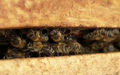 Peuter in VS klaagt over monsters in slaapkamer, bijenhouder ontdekt enorm nest